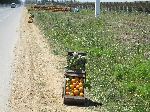 Artichokes and oranges at the roadside, Kenitra, Morocco