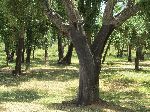 Cork-Oak, Foret de la Maamora, Morocco