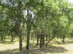 Cork-Oak, Foret de la Maamora, Morocco