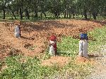 Truffles for Cork-Oak, Foret de la Maamora, Morocco