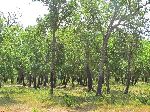 Cork-Oak, Foret de la Maamora, Morocco