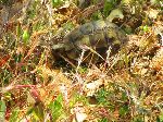 Small tortoise, Maamora forest, Morocco