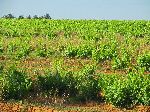 Vineyard, Morocco