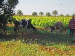 Cows grazing, Morocco