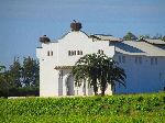 Vineyard with stork nests, Morocco