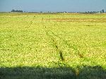 Wheat field, Morocco