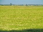 Wheat field, Morocco