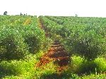 Olive trees, Morocco