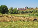 Sheep grazing, Khemisset, Morocco