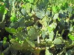 Prickly pear cactus, Morocco