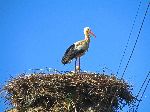 White stork with chicks, Azrou to Khenifa road, Morocco