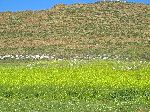 Beehives, Azrou to Khenifa road, Morocco