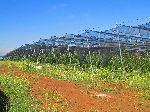 Protected fruit trees, Azrou to Khenifa road, Morocco