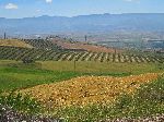 Olive orchard, Azrou to Khenifa road, Morocco