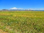 Wheat field, Azrou to Khenifa road, Morocco