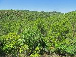 Hillside forest, Azrou to Khenifa road, Morocco