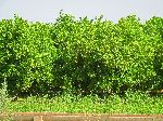 Orange trees, Beni Mellal, Morocco