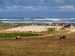 Farm, cows, boat and surf, El Jadida-Jorf Lasfar road, Morocco