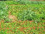 Vegetable display, El Jadida-Jorf Lasfar road, Morocco