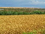 Wheat, Jorf Lasfar-Oualidia road, Morocco