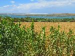 Wheat, lagoon, and dunes, Jorf Lasfar-Oualidia road, Morocco