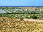 Jorf Lasfar-Oualidia road, Morocco