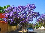 Jacaranda tree, Safi, Morocco