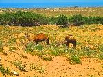 Camel, near highway, Essaouira, Morocco