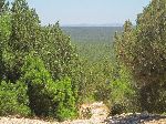 Forest, Essaouira, Morocco