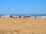 Camel, Plage Tagharte, Beach, Essaouira, Morocco