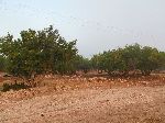 Argan tree, Morocco