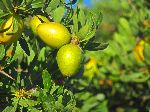Friut, Argan tree, Morocco