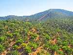 Forest, Smimou-Tamanar road, Morocco