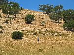 Goats grazing, Tamanar-Tamri road, Morocco