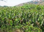Banana farm, Tamri, Morocco