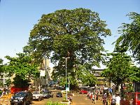 Sierra Leone, Freetown, Cottonwood tree