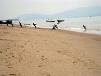 Sierra Leone hauling in fish from the beach