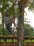 Sierra Leone, palm wine collector