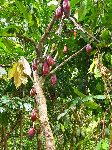 Bama-Baojibu road, Sierra Leone, Cocao tree