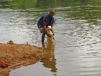 Sierra Leone, sheep being washed at the riverside.