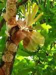 epiphytes in a tree
