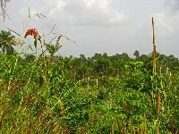 sorghum and millet (left) amidst the rice farming.