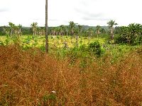 Sierra Leone, upland rice farm