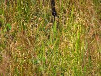 Sierra Leone, upland rice farm