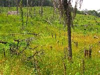 Sierra Leone, upland rice farm