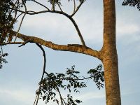Seirra Leone, iguana in a tree