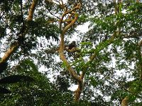 Sierra Leone, Tiwai Island, colobus monkey in a tree