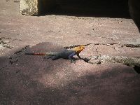 Lome, Togo, lizard