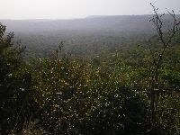 Central Togo forest