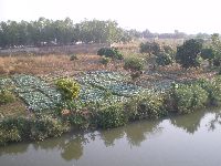 Intensive riverside vegetable cultivation, Kara, Togo